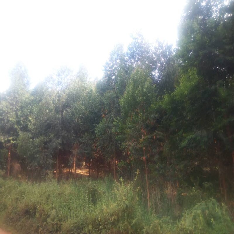 Biodiversity Restoration