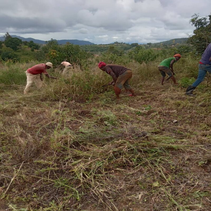 Community clearing the bushes for tree planting.